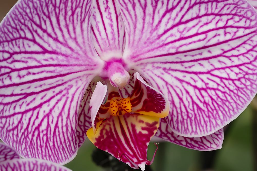 Flower, orchid. art print by George and Marilu Theodore for $57.95 CAD