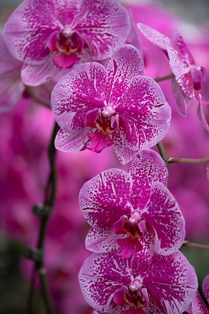 Flower, orchid. art print by George and Marilu Theodore for $57.95 CAD