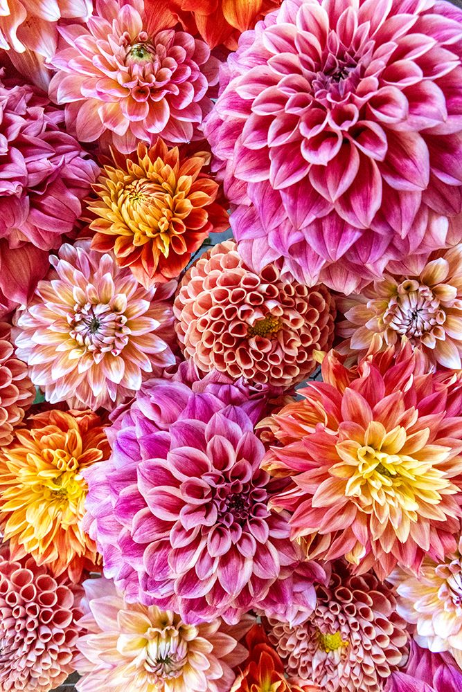 USA, Washington State, Sammamish. Dahlia design art print by Hollice Looney for $57.95 CAD
