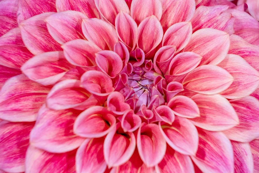 USA, Washington State, Sammamish. Dahlia closeup art print by Hollice Looney for $57.95 CAD
