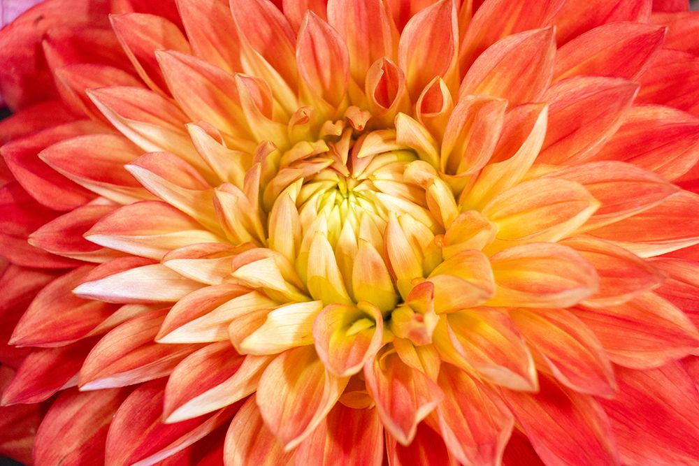 USA, Washington State, Sammamish. Dahlia closeup art print by Hollice Looney for $57.95 CAD