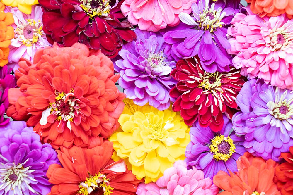 USA, Washington State, Sammamish. Dahlia design art print by Hollice Looney for $57.95 CAD