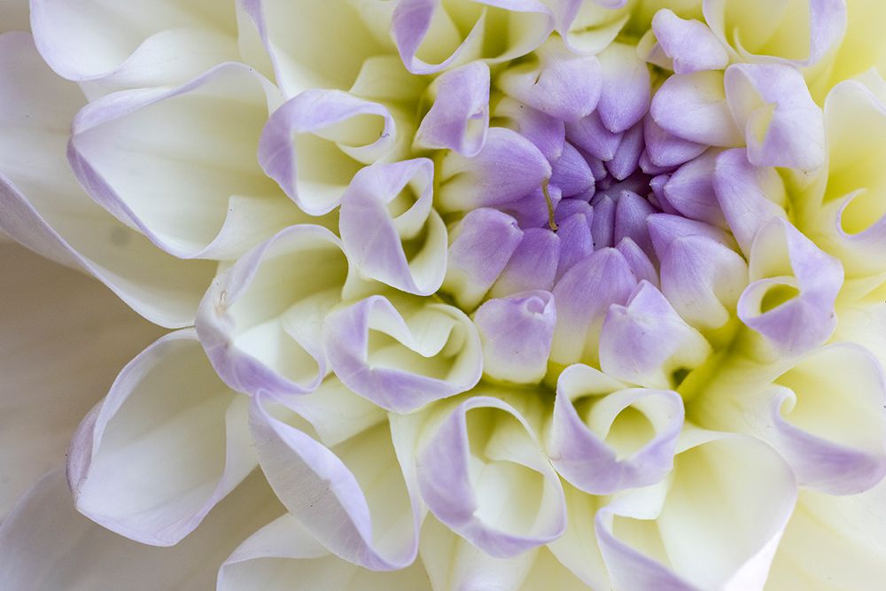 USA, Washington State, Sammamish. Dahlia closeup art print by Hollice Looney for $57.95 CAD
