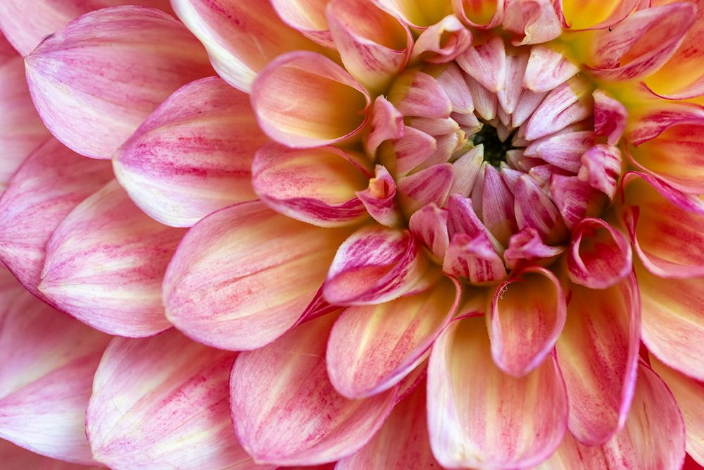USA, Washington State, Sammamish. Dahlia closeup art print by Hollice Looney for $57.95 CAD