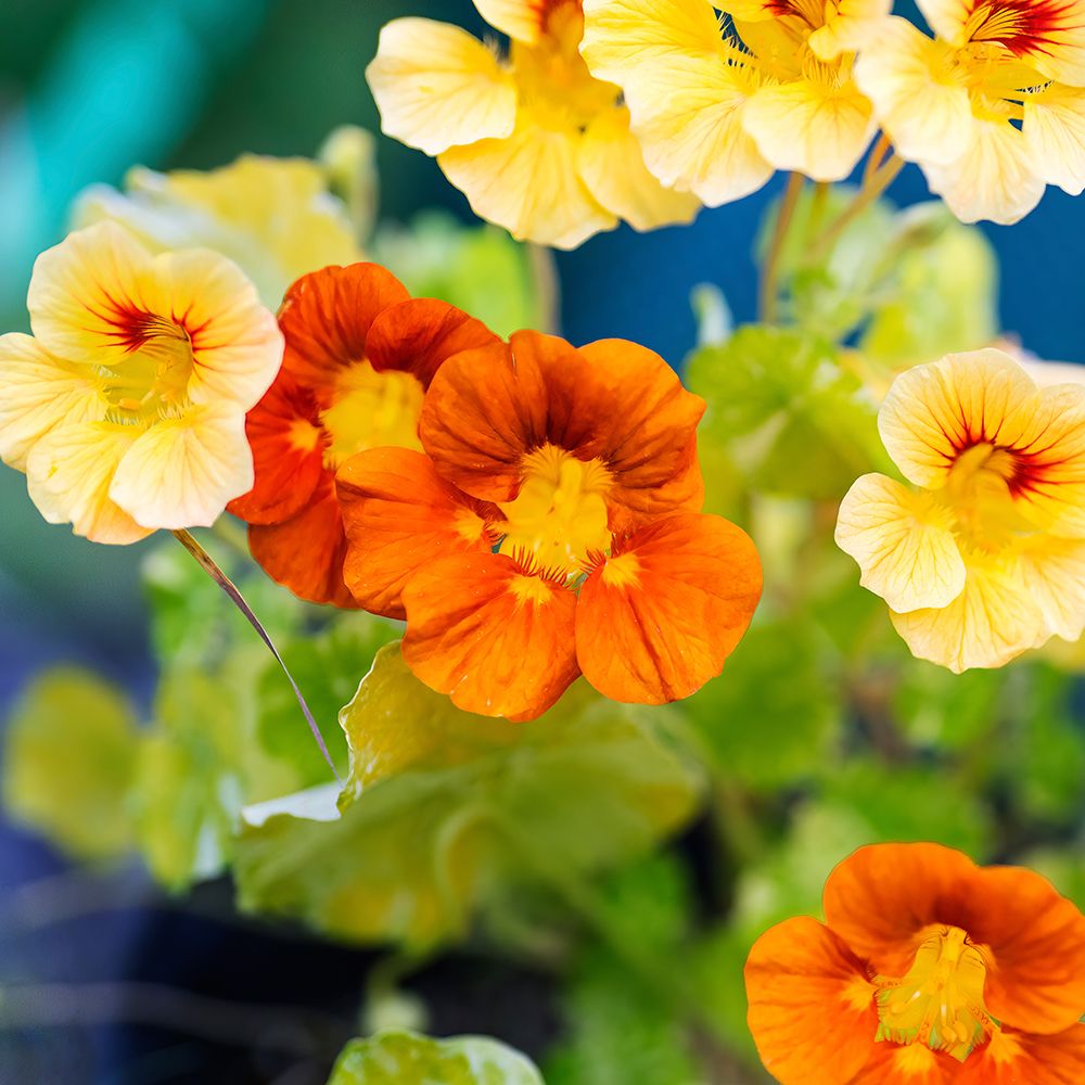 Close-up of yellow and orange flowers art print by Janet Muir for $57.95 CAD