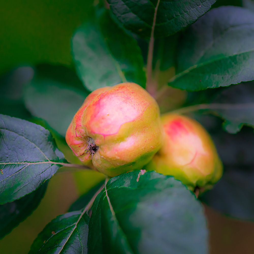 Full frame of apples on branch art print by Janet Muir for $57.95 CAD
