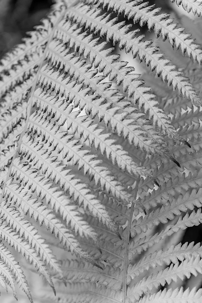 Fern. art print by Janet Muir for $57.95 CAD