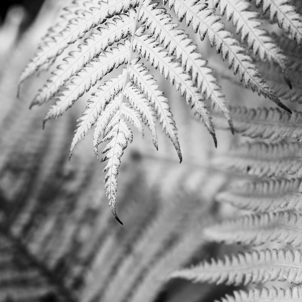 Fern. art print by Janet Muir for $57.95 CAD