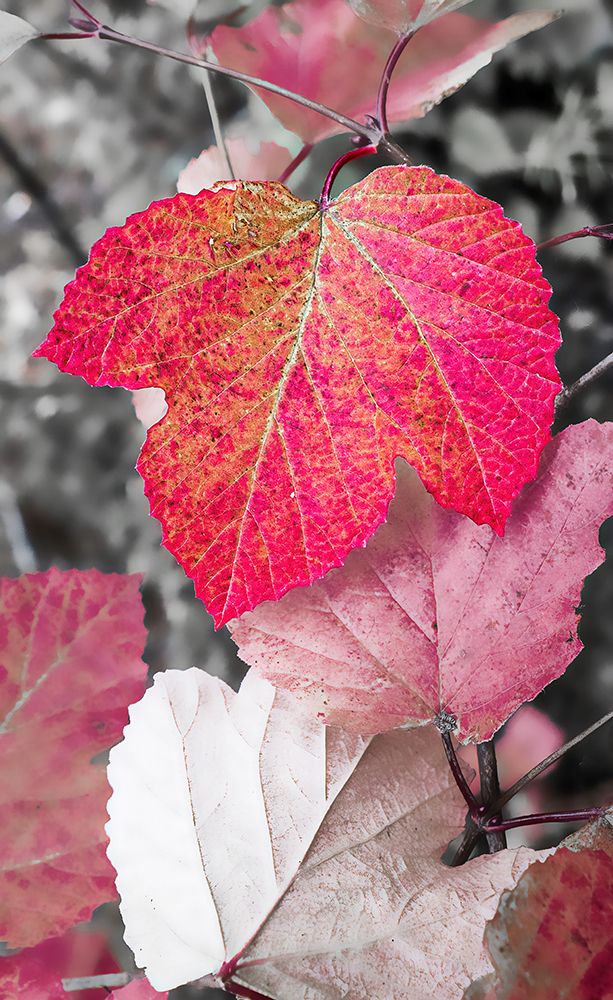 Close-up of an sycamore leaf rendered in red and grey. art print by Janet Muir for $57.95 CAD