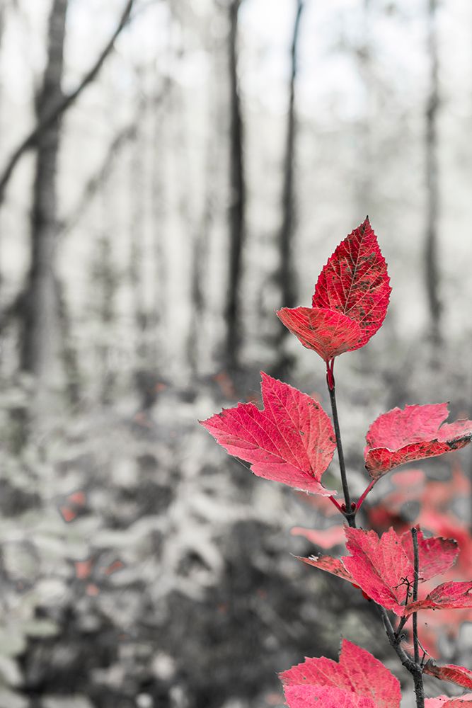 Sycamore branch in forest setting. art print by Janet Muir for $57.95 CAD