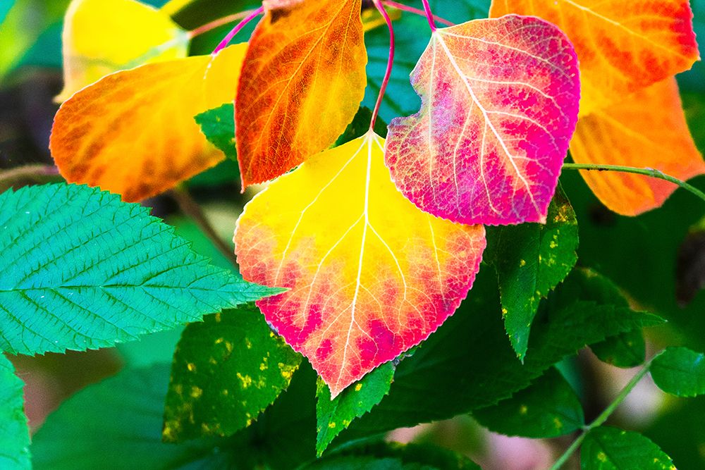 Close-up of aspen leaves in fall colors. art print by Janet Muir for $57.95 CAD