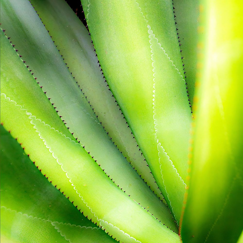Close-up of vibrant agave leaves. art print by Janet Muir for $57.95 CAD
