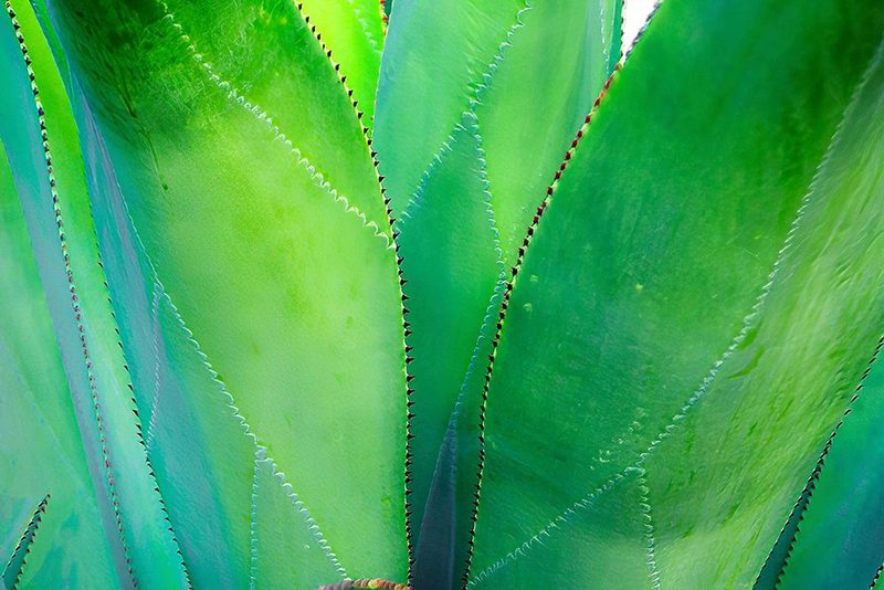 Close-up of vibrant agave leaves art print by Janet Muir for $57.95 CAD