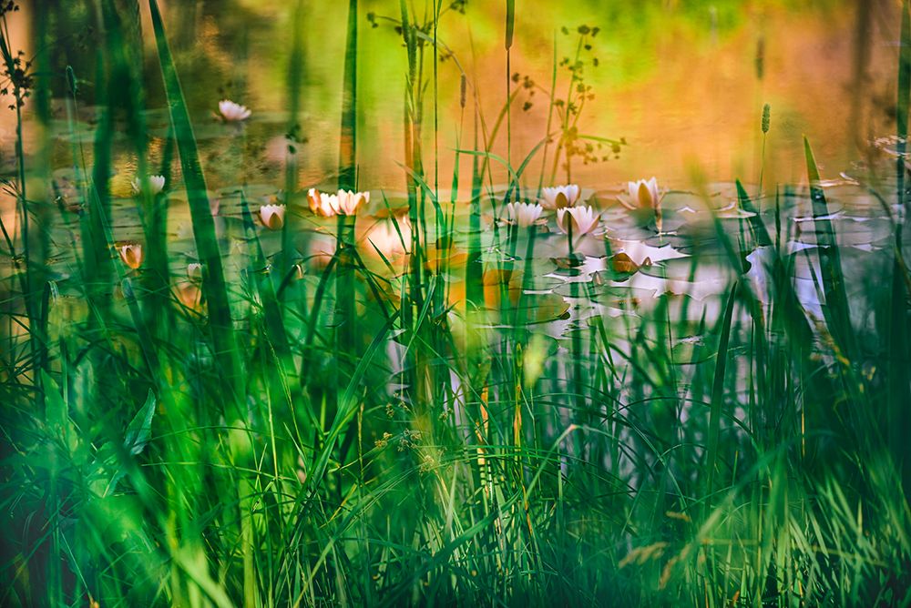 Soft composite of water lilies in a pond art print by Janell Davidson for $57.95 CAD
