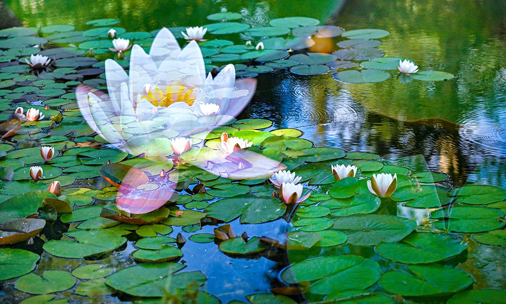 Soft composite of water lilies in a pond art print by Janell Davidson for $57.95 CAD