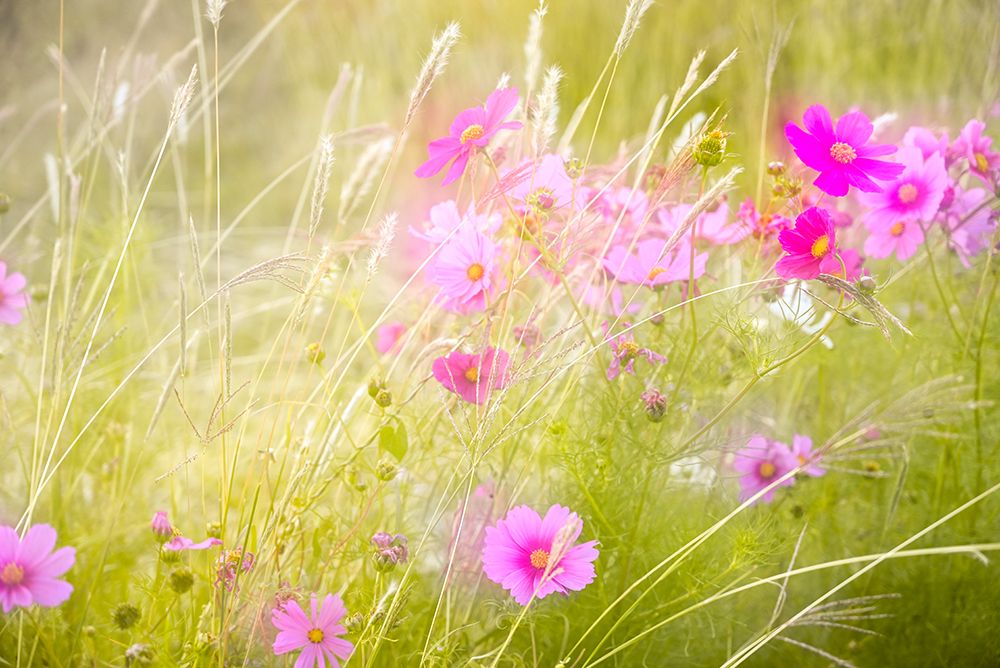 Soft composite of cosmos flowers and grasses art print by Janell Davidson for $57.95 CAD