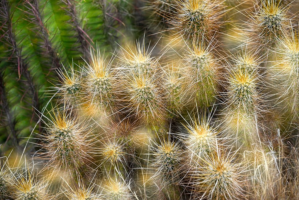 Espostoa Guentheri (Kupper) bulb Woolly cactus close-up art print by Janell Davidson for $57.95 CAD