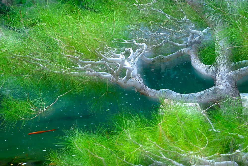Koi Pond and tree composite art print by Janell Davidson for $57.95 CAD