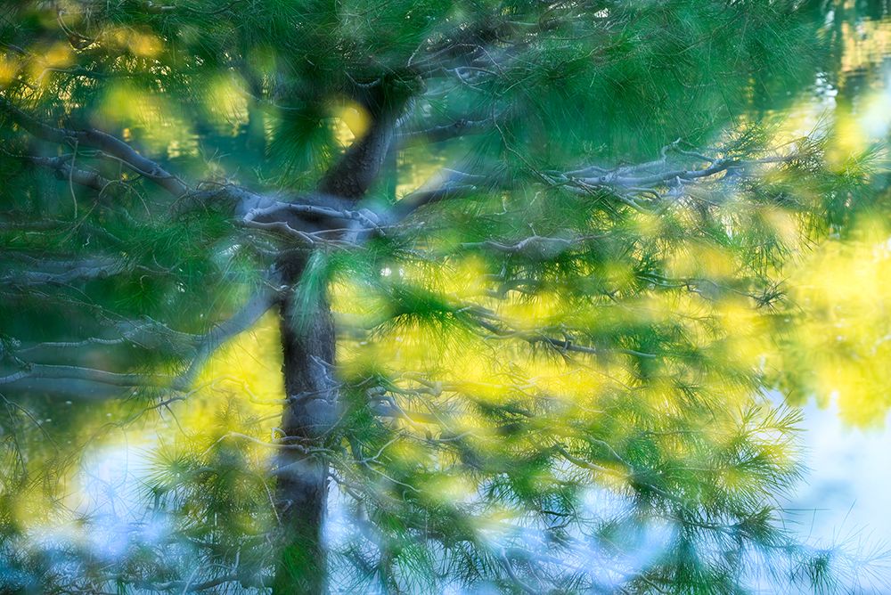 Tree and pond artistic composite art print by Janell Davidson for $57.95 CAD