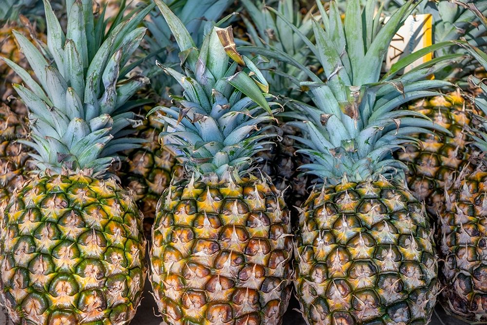 Sugarloaf pineapple art print by Jim Engelbrecht for $57.95 CAD