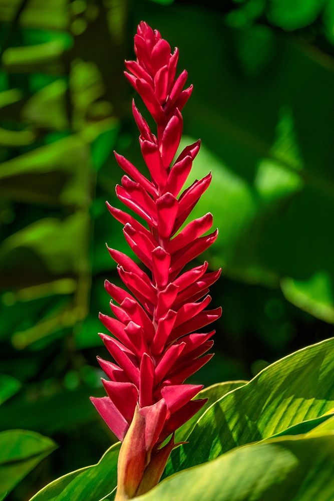 Alpinia purpurata art print by Jim Engelbrecht for $57.95 CAD