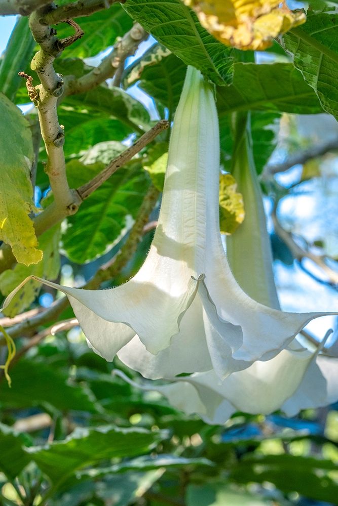 Angels Trumpet art print by Jim Engelbrecht for $57.95 CAD