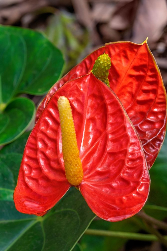 Anthurium art print by Jim Engelbrecht for $57.95 CAD