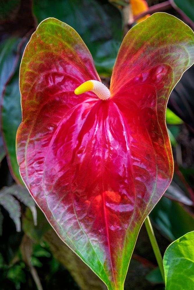 Anthurium art print by Jim Engelbrecht for $57.95 CAD