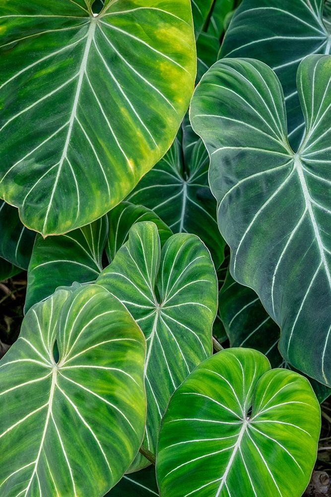 Anthurium foliage art print by Jim Engelbrecht for $57.95 CAD