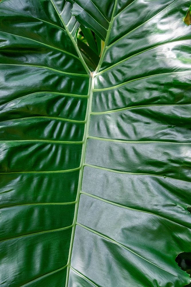 Anthurium leaf art print by Jim Engelbrecht for $57.95 CAD