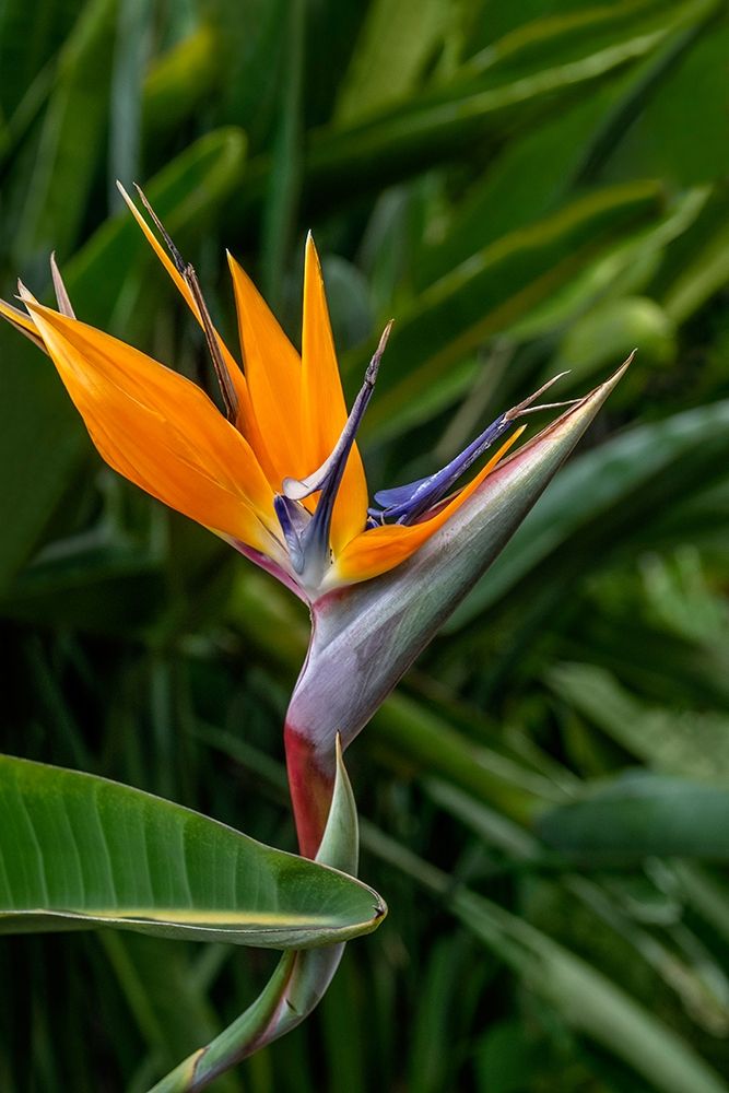 Bird of Paradise art print by Jim Engelbrecht for $57.95 CAD