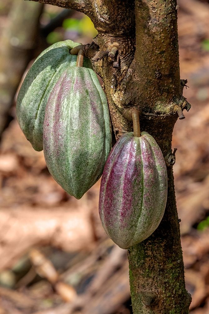 Cacao fruit art print by Jim Engelbrecht for $57.95 CAD