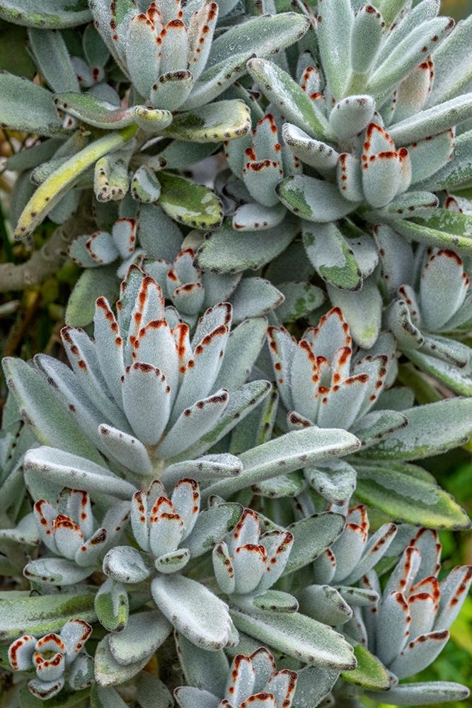 Chocolate Soldier Kalanchoe art print by Jim Engelbrecht for $57.95 CAD