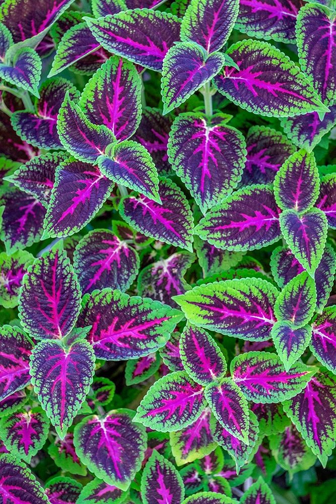 Coleus plant art print by Jim Engelbrecht for $57.95 CAD