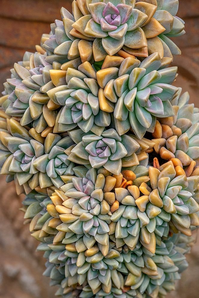 Crassulaceae-succulent art print by Jim Engelbrecht for $57.95 CAD