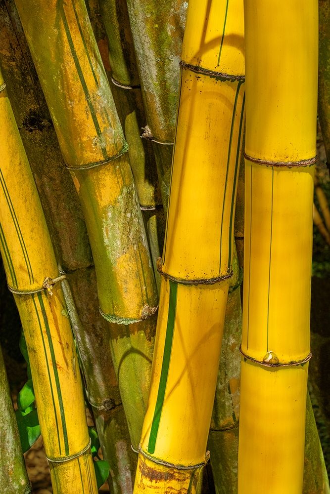 Detail of golden bamboo art print by Jim Engelbrecht for $57.95 CAD