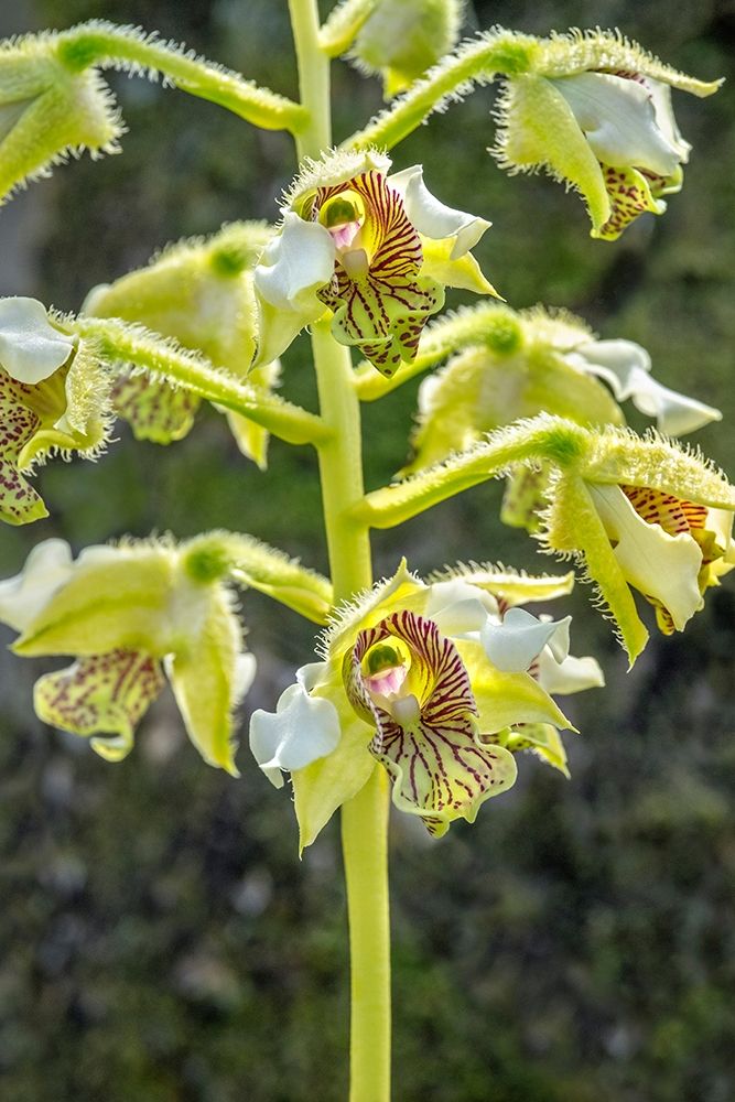 Exotic Orchid art print by Jim Engelbrecht for $57.95 CAD