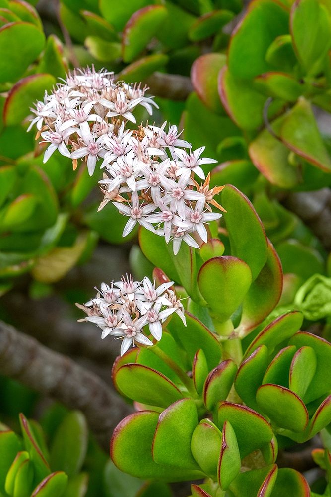 Flowering Stonecrop art print by Jim Engelbrecht for $57.95 CAD