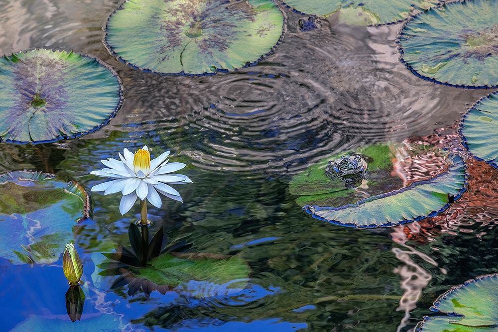 Frogs among Woods White Knight lilies art print by Jim Engelbrecht for $57.95 CAD