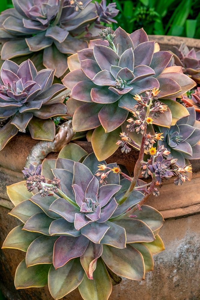 Ghost plant-succulent in a clay pot art print by Jim Engelbrecht for $57.95 CAD