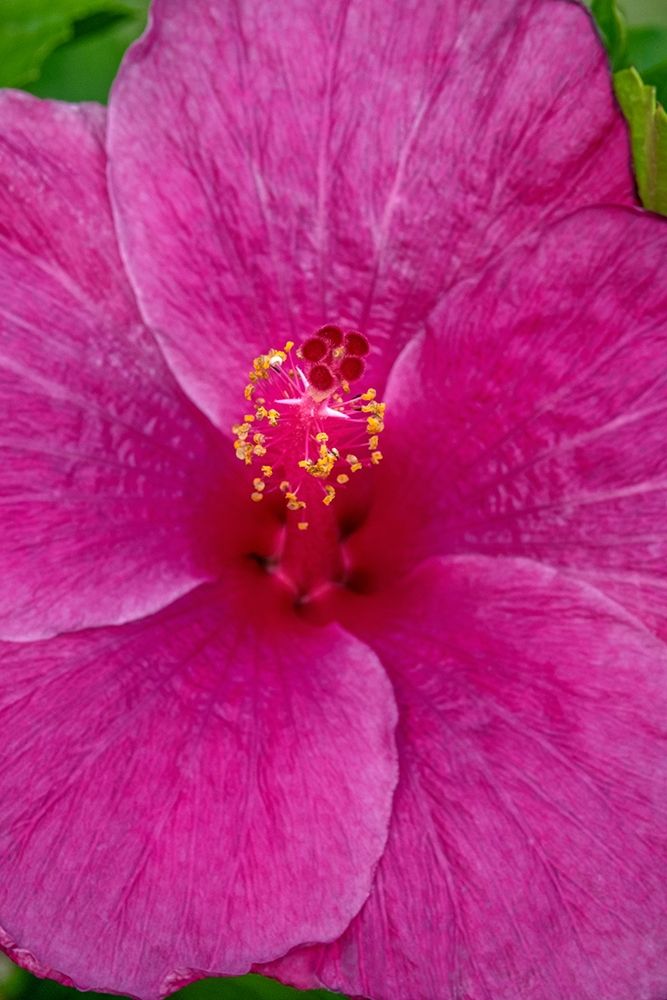 Hibiscus art print by Jim Engelbrecht for $57.95 CAD