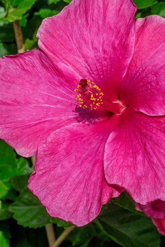 Hibiscus art print by Jim Engelbrecht for $57.95 CAD