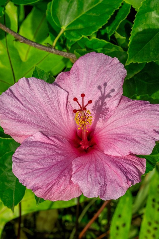 Hibiscus art print by Jim Engelbrecht for $57.95 CAD
