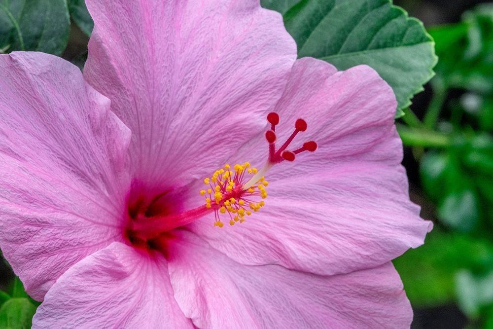 Hibiscus art print by Jim Engelbrecht for $57.95 CAD
