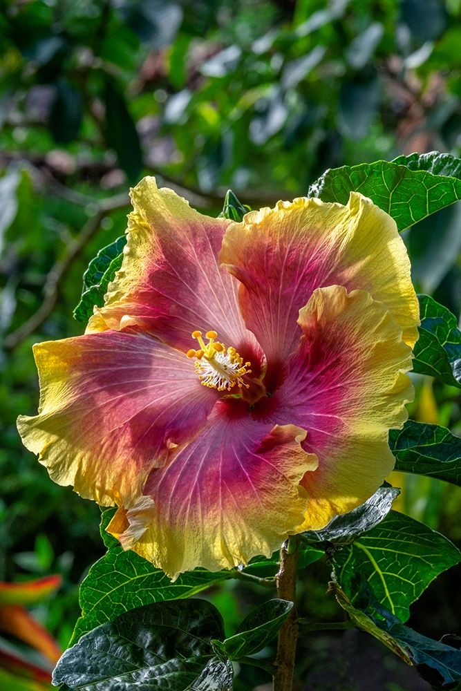 Hibiscus flower art print by Jim Engelbrecht for $57.95 CAD