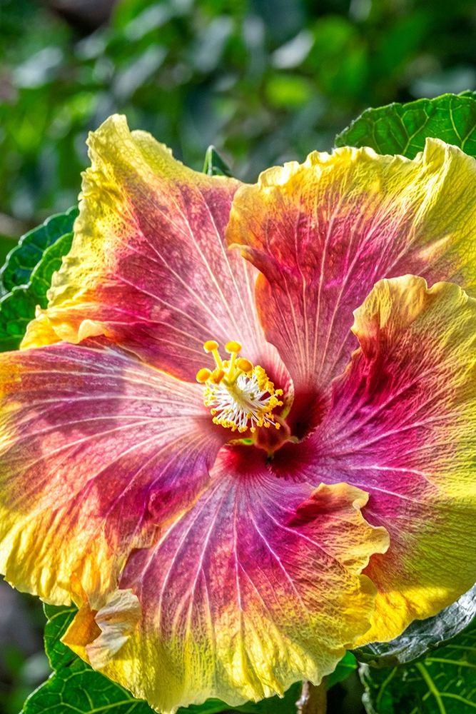 Hibiscus flower art print by Jim Engelbrecht for $57.95 CAD