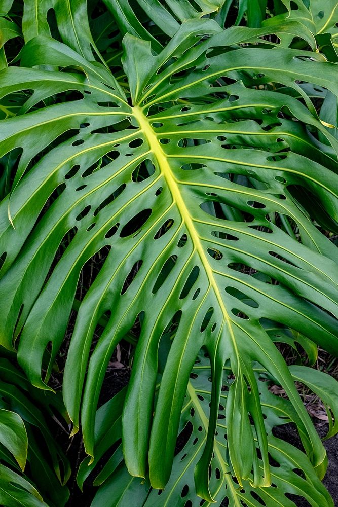 Hurricane Plant art print by Jim Engelbrecht for $57.95 CAD