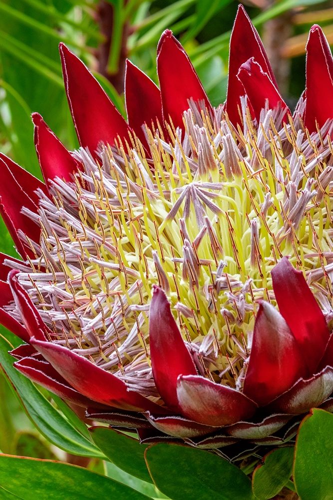 King Protea flower art print by Jim Engelbrecht for $57.95 CAD