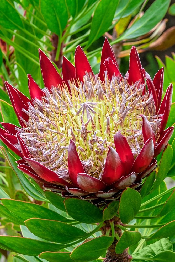 King Protea flower art print by Jim Engelbrecht for $57.95 CAD