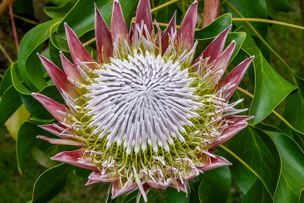 King Protea flower art print by Jim Engelbrecht for $57.95 CAD